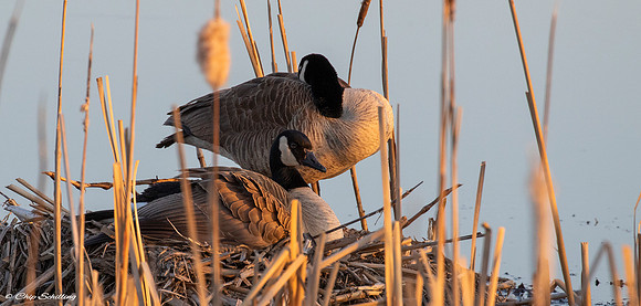 Nesting Canadian Geese