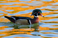 Male Wood Duck