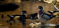 Male Wood Ducks