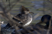 Hooded Merganser