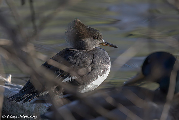 Hooded Merganser