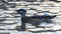 Female Wood Duck