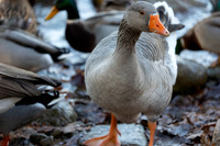 Goose