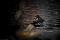 Male Wood Duck