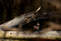 Male Wood Duck
