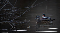 Male and Female Wood Duck