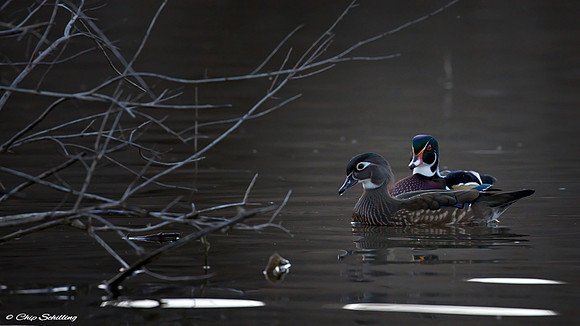 Male and Female Wood Duck