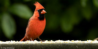Male Cardinal