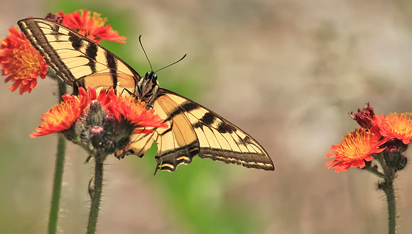 Eastern Tiger Swallowtail 9817 sm