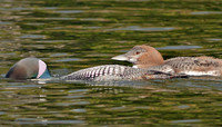 Young Common Loon and Parent 3922smA