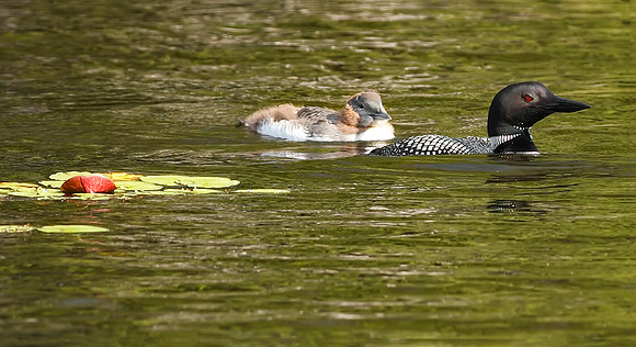 Young Common Loons 3867smA