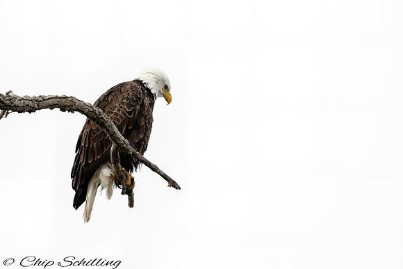 Bald Eagle Onondaga Lake