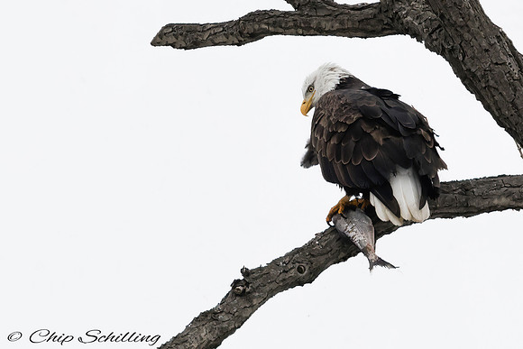 Bald Eagle Onondaga Lake