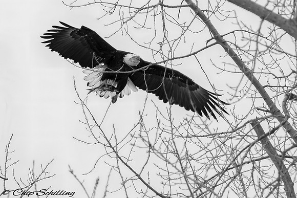 Bald Eagle Onondaga Lake