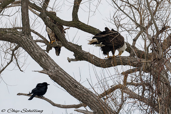 Bald Eagle Onondaga Lake