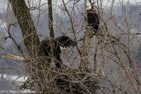 Eagles Nest Onondaga Lake