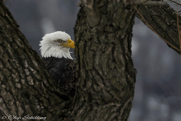 Bald Eagle Onondaga Lake