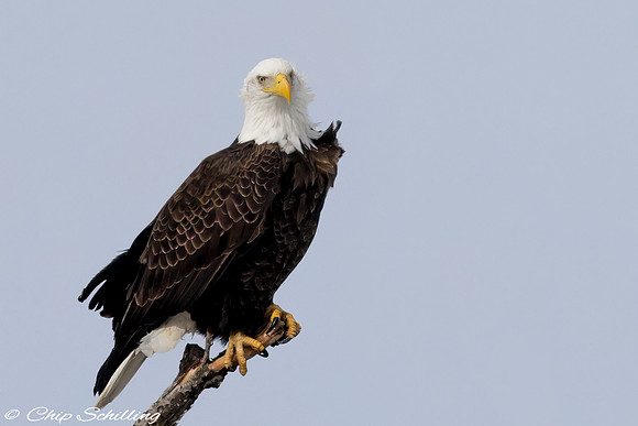 Bald Eagle Onondaga Lake