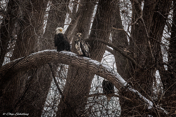 Bald Eagles Onondaga Lake