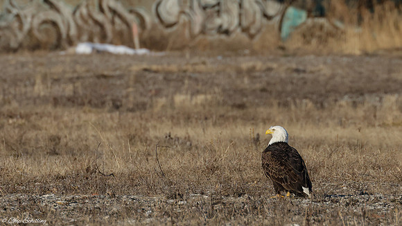 Bald Eagle Onondaga Lake