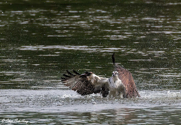 Syracuse Osprey