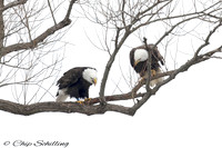 Bald Eagles Onondaga Lake