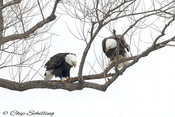 Bald Eagles Onondaga Lake