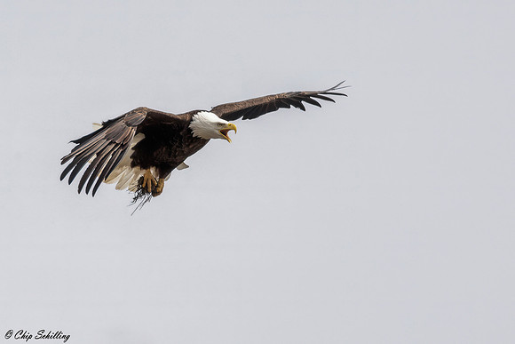 Bald Eagle Onondaga Lake