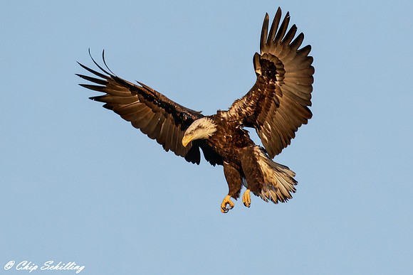 Bald Eagle Onondaga Lake