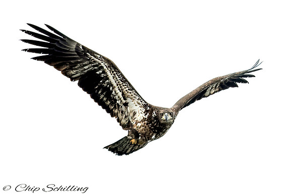 Bald Eagles Onondaga Lake