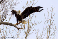 Bald Eagle Onondaga Lake