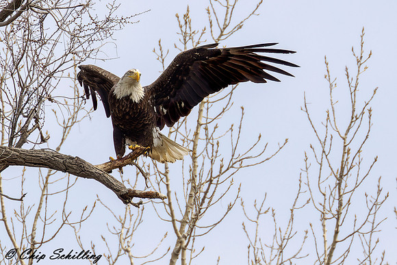 Bald Eagle Onondaga Lake
