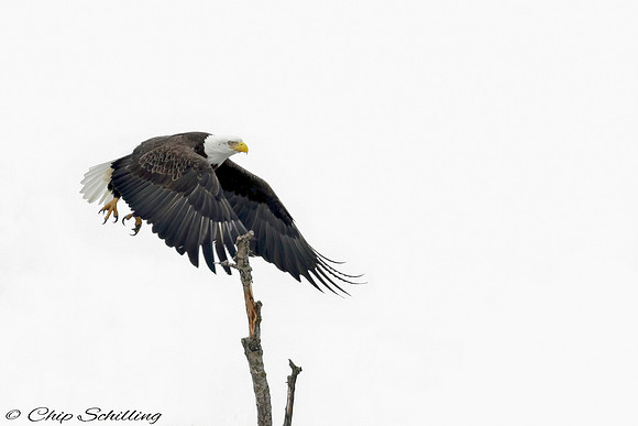 Bald Eagles Onondaga Lake