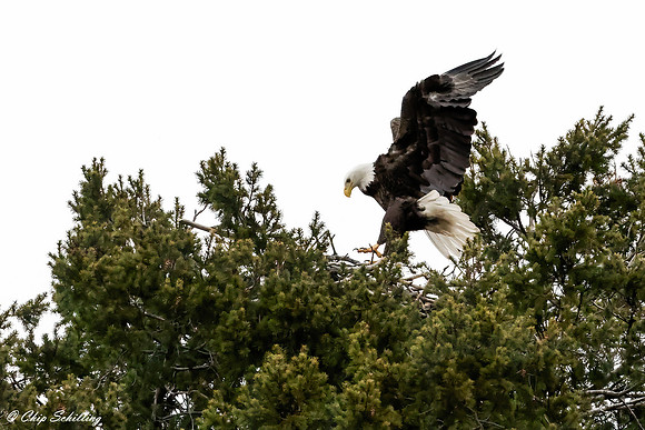 Bald Eagle Onondaga Lake