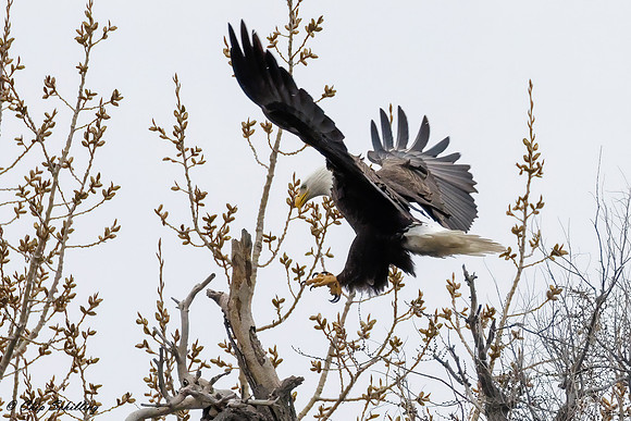 Bald Eagle Onondaga Lake