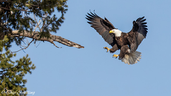 Bald Eagle Onondaga Lake