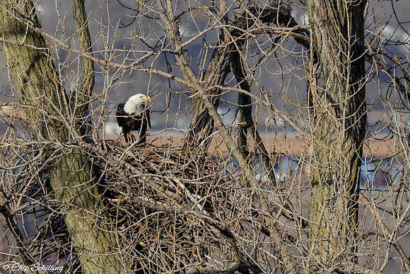 Bald Eagle Onondaga Lake