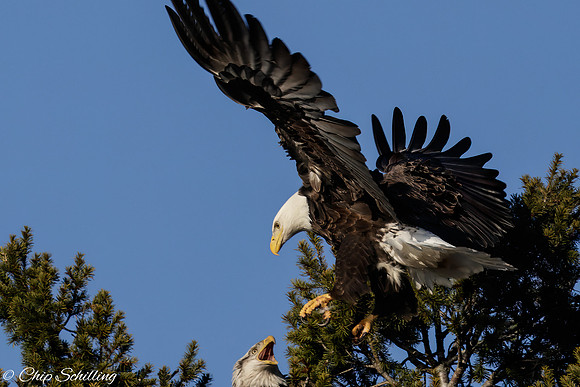 Bald Eagle Onondaga Lake