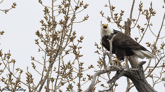 Bald Eagle Onondaga Lake