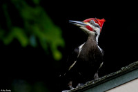 Male Pileated Woodpecker