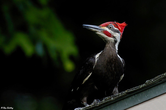 Male Pileated Woodpecker