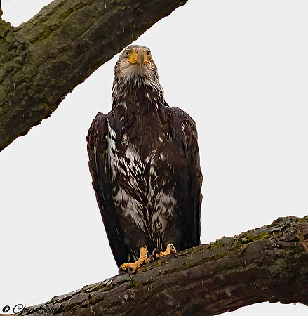 Bald Eagle Onondaga Lake