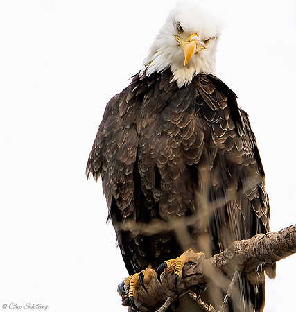 Bald Eagle Onondaga Lake         March 3, 2021