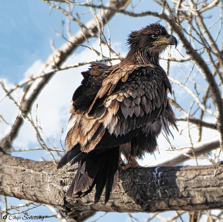 Bald Eagle Onondaga Lake March 9, 2021