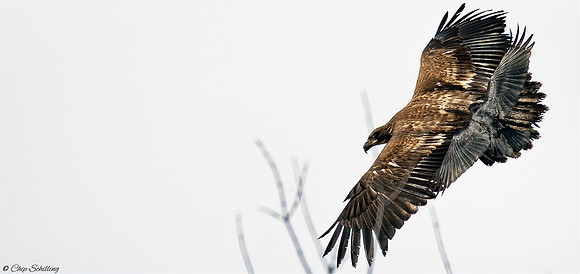 Bald Eagle Onondaga Lake