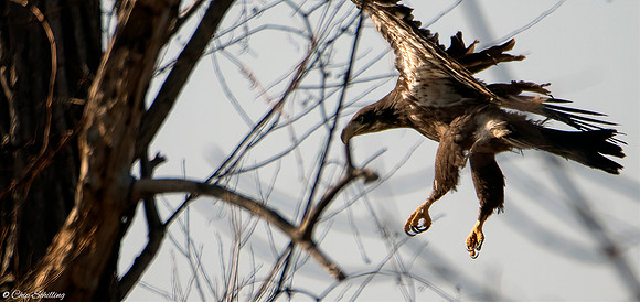 Juvenile Bald Eagle Onondaga Lake