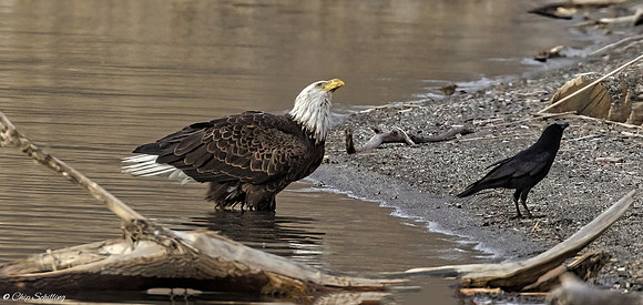 Bald Eagle Onondaga Lake
