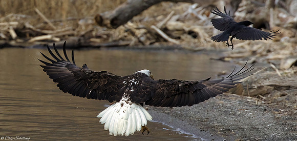 Bald Eagle Onondaga Lake