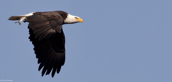 Bald Eagle Onondaga Lake