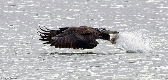 Bald Eagle Onondaga Lake